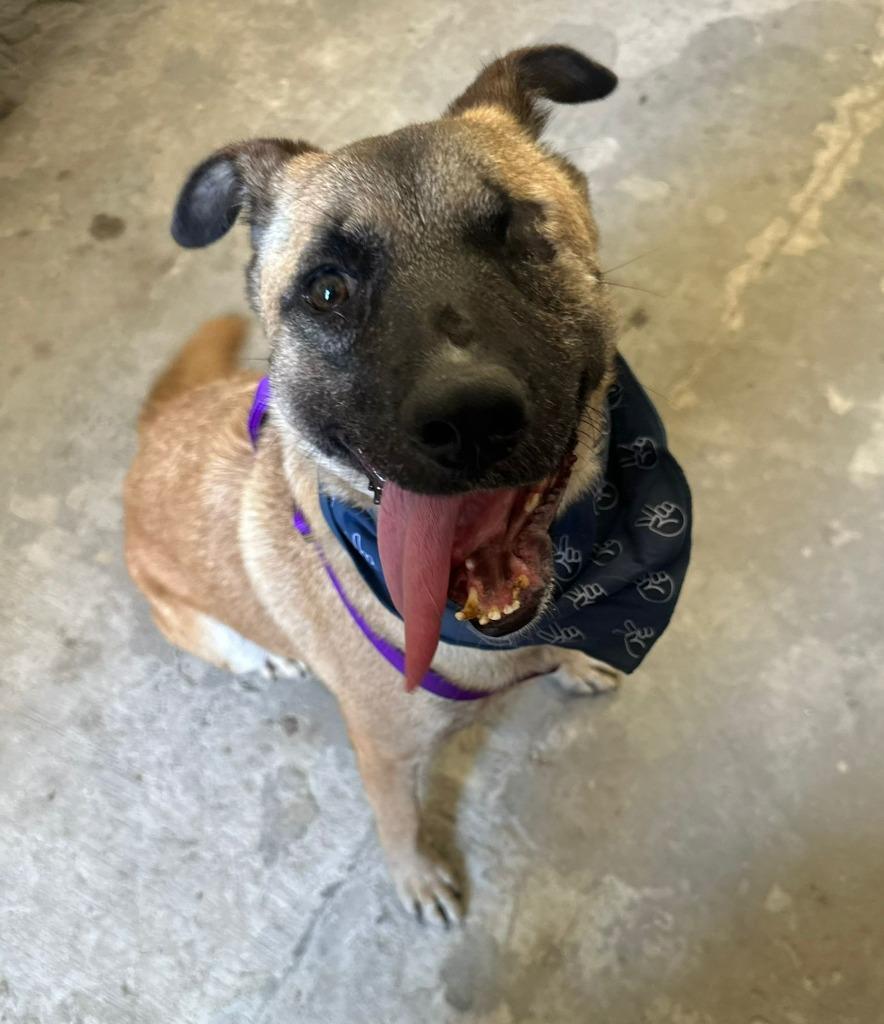 Evee (Courtesy Post) -Adopt Me, Adoptable, Young Female German Shepherd Dog.