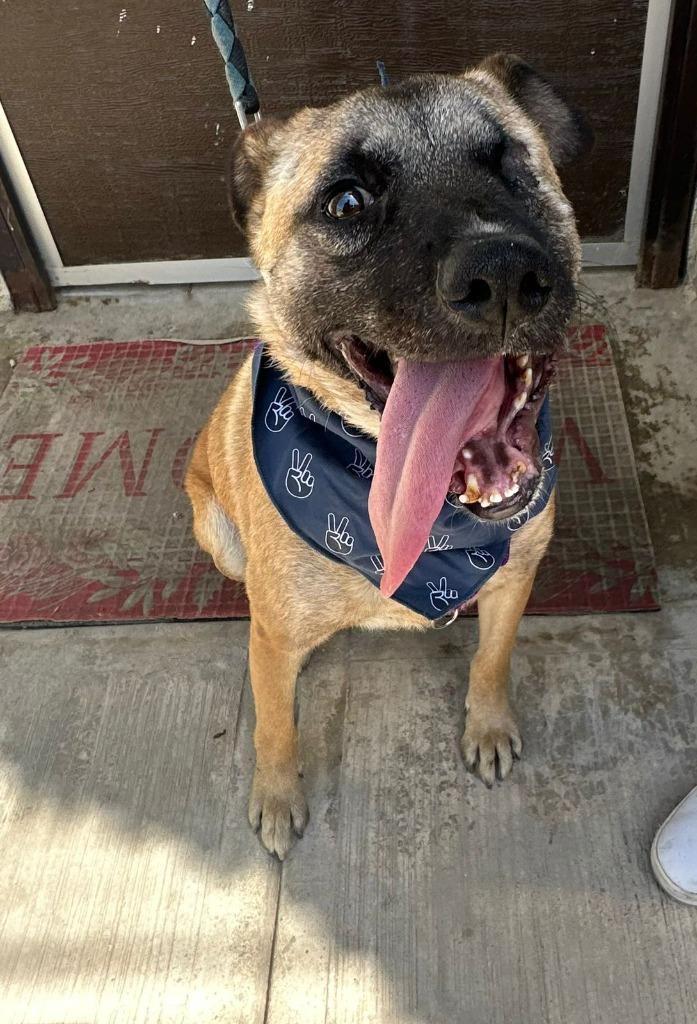 Enlarge Evee (Courtesy Post) -Adopt Me, a Adoptable mixed breed in Lake Forest, CA image 2/6