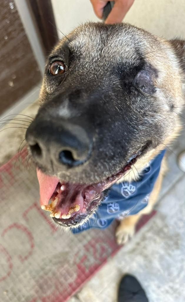Enlarge Evee (Courtesy Post) -Adopt Me, a Adoptable mixed breed in Lake Forest, CA image 3/6