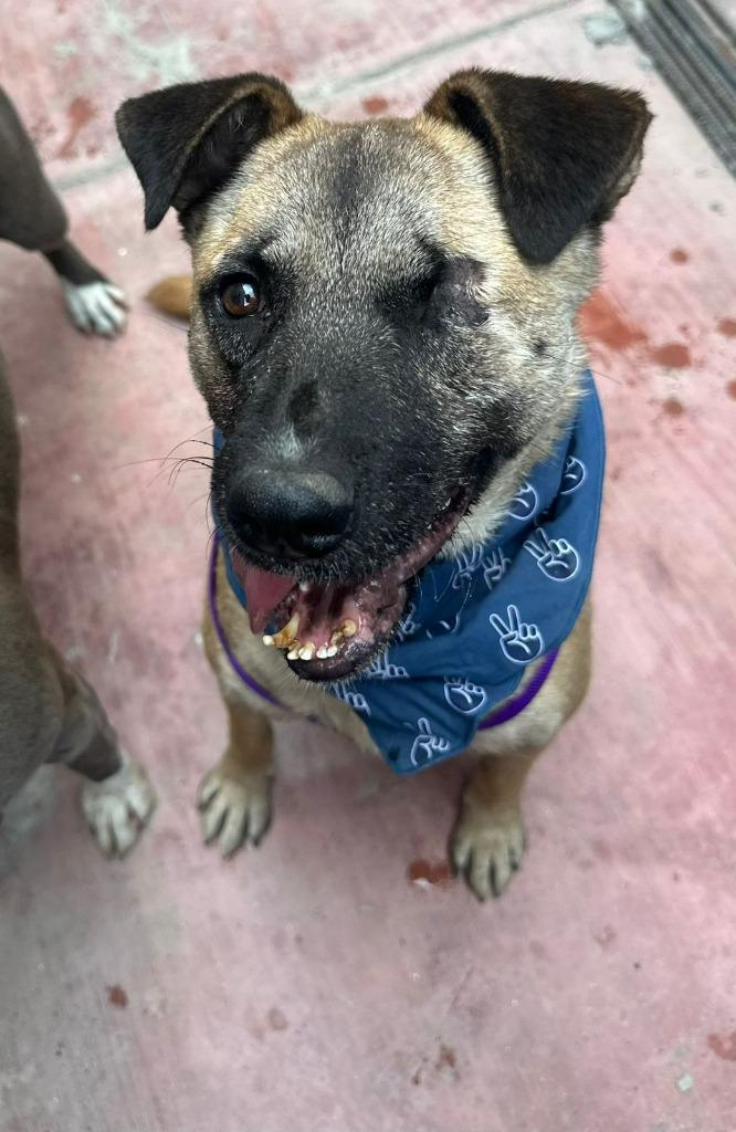 Enlarge Evee (Courtesy Post) -Adopt Me, a Adoptable mixed breed in Lake Forest, CA image 4/6