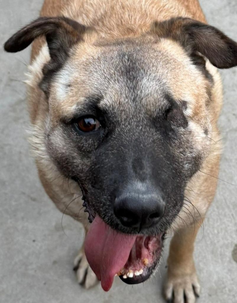 Enlarge Evee (Courtesy Post) -Adopt Me, a Adoptable mixed breed in Lake Forest, CA image 5/6