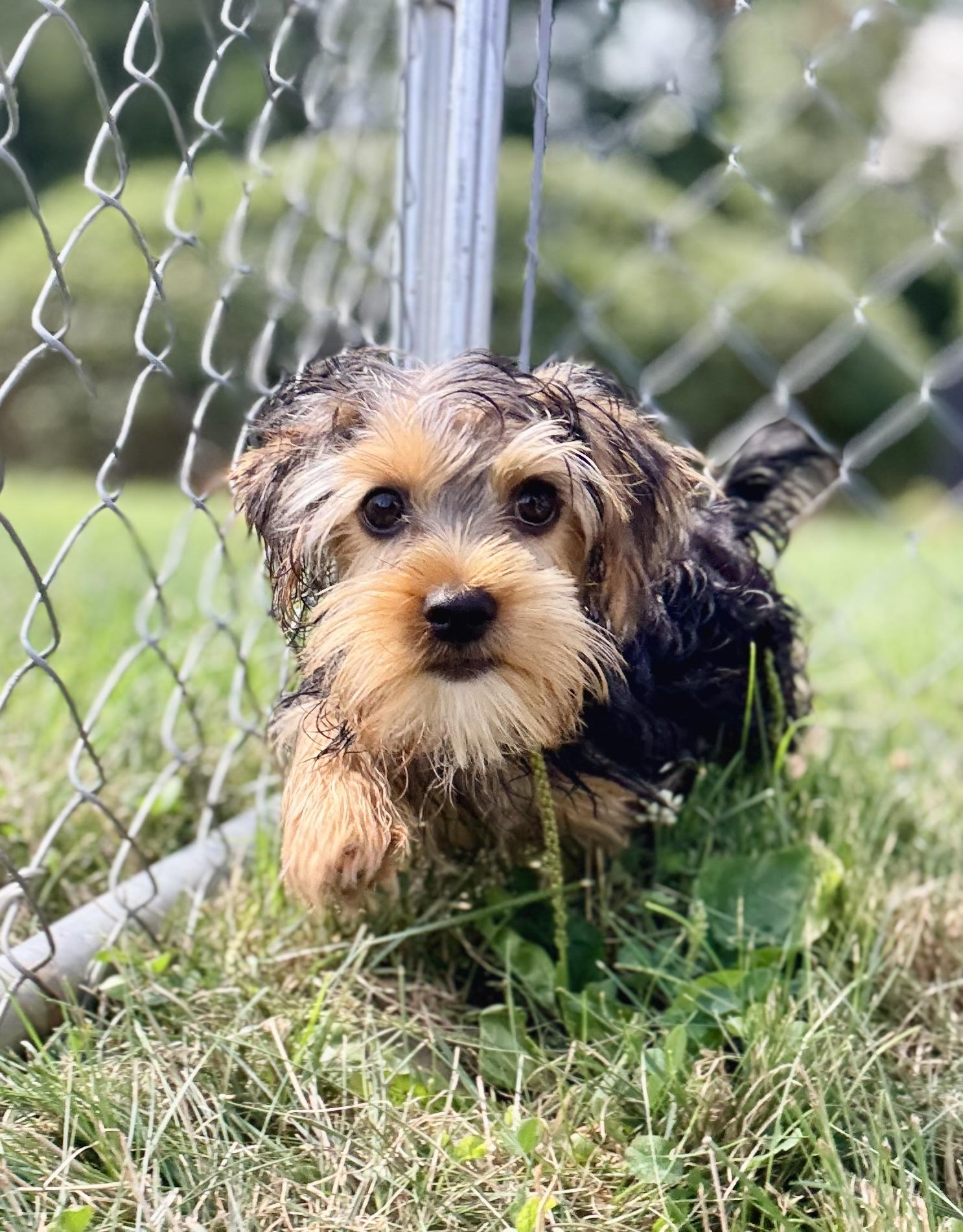 Bentley. ADOPTED, a ADOPTABLE Yorkshire Terrier in Union Grove, WI image 4/4
