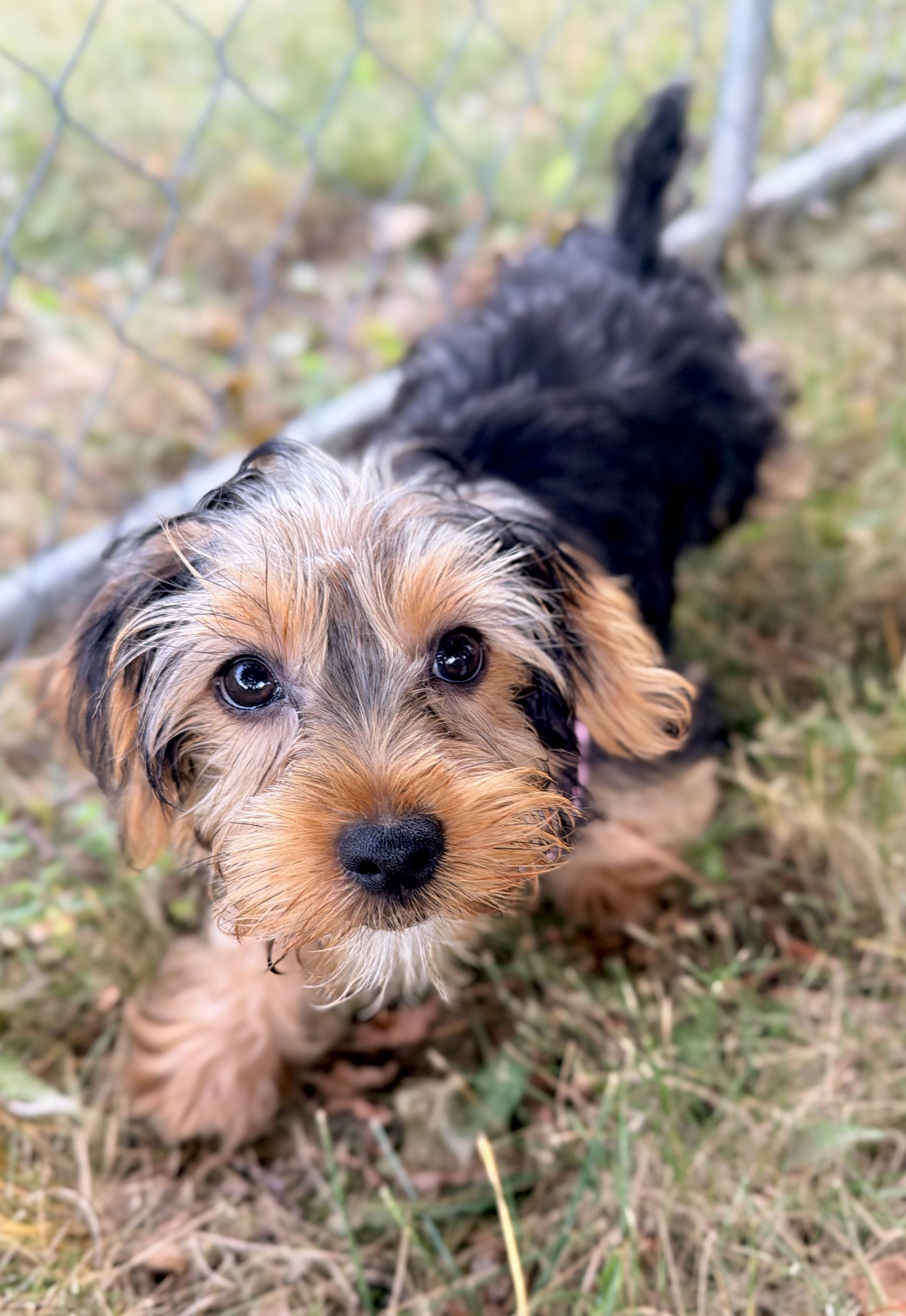 Bentley. ADOPTED, a ADOPTABLE Yorkshire Terrier in Union Grove, WI image 2/4