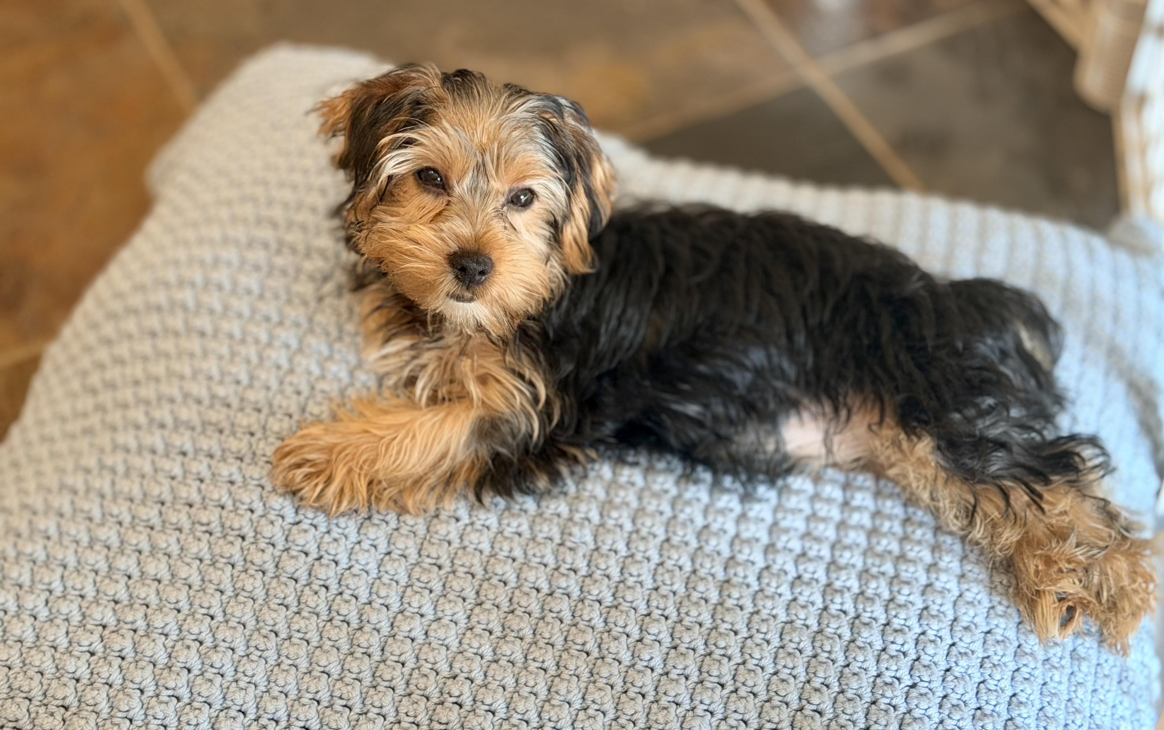 Bentley. ADOPTED, ADOPTABLE, Puppy Male Yorkshire Terrier.
