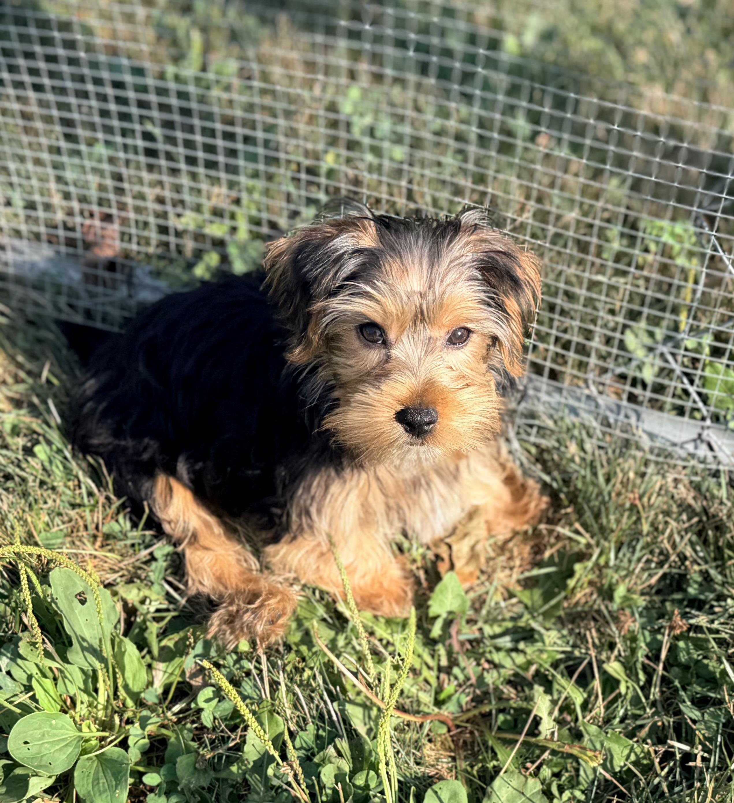 Bentley. ADOPTED, a ADOPTABLE Yorkshire Terrier in Union Grove, WI image 3/4