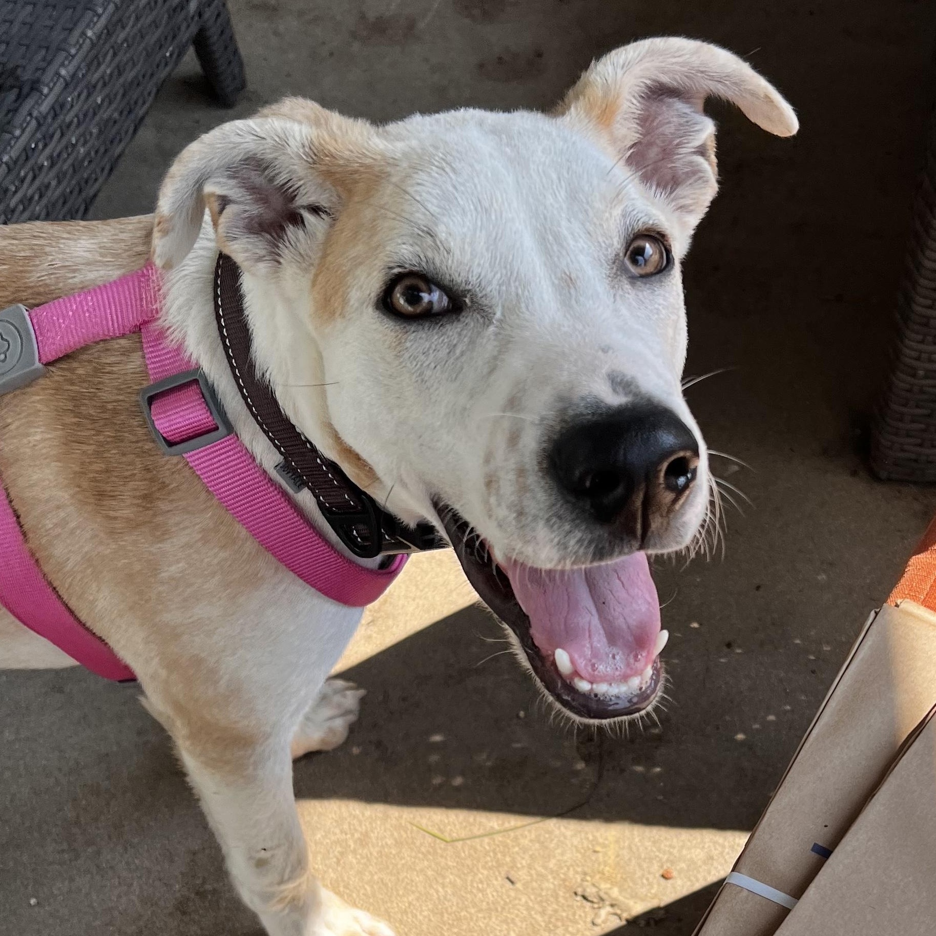 Icarus, a Adoptable mixed breed in Jackson township , NJ image 2/6