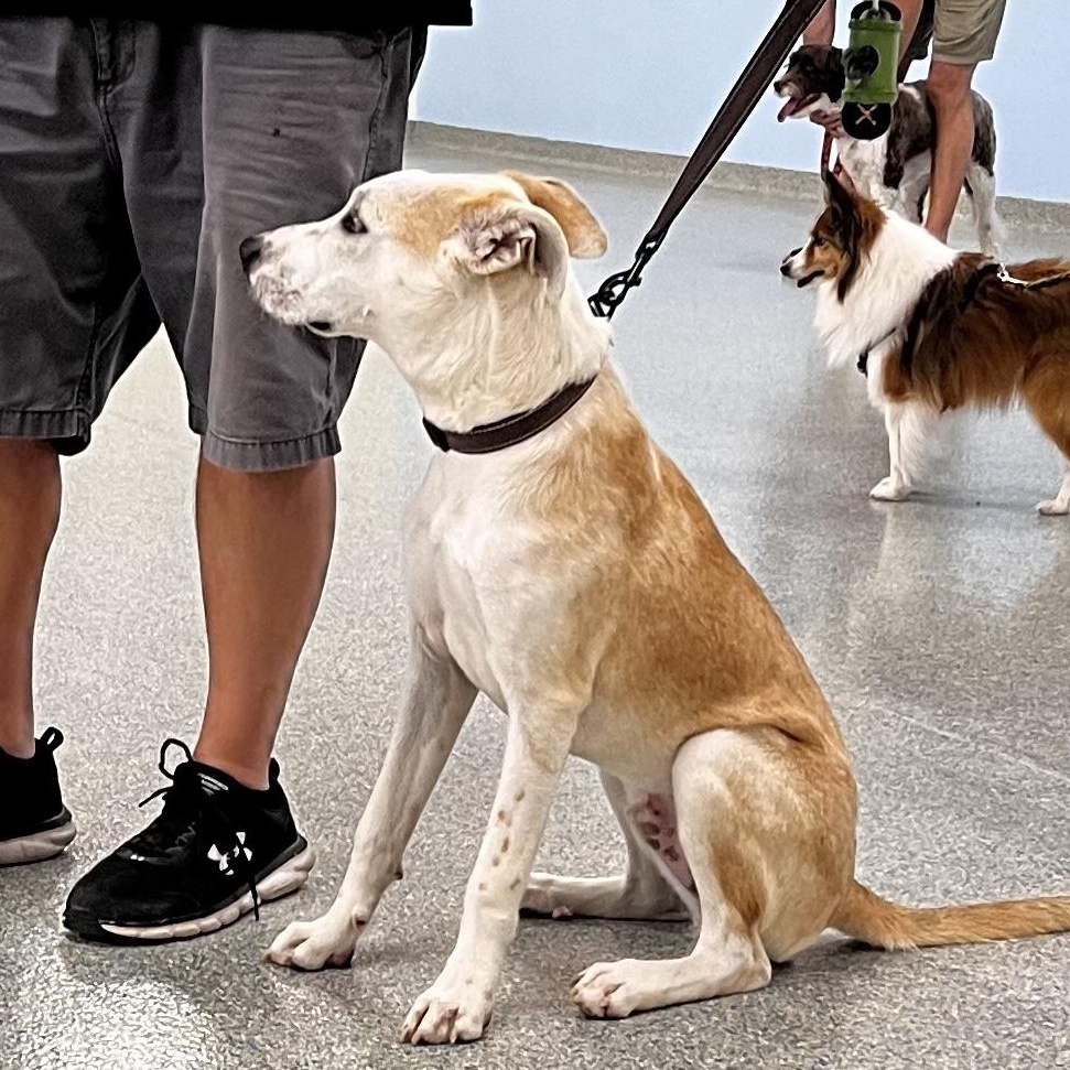 Icarus, a Adoptable mixed breed in Jackson township , NJ image 3/6