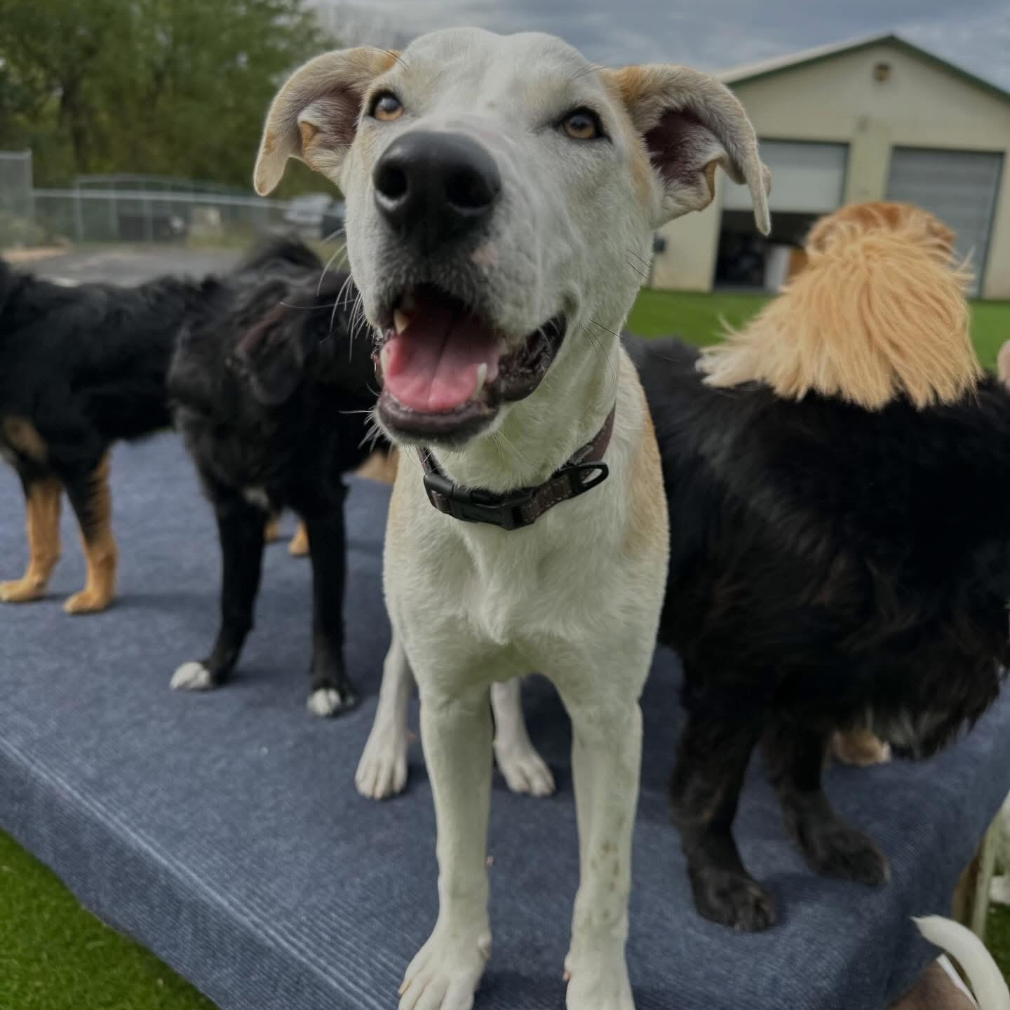 Icarus, a Adoptable mixed breed in Jackson township , NJ image 1/6
