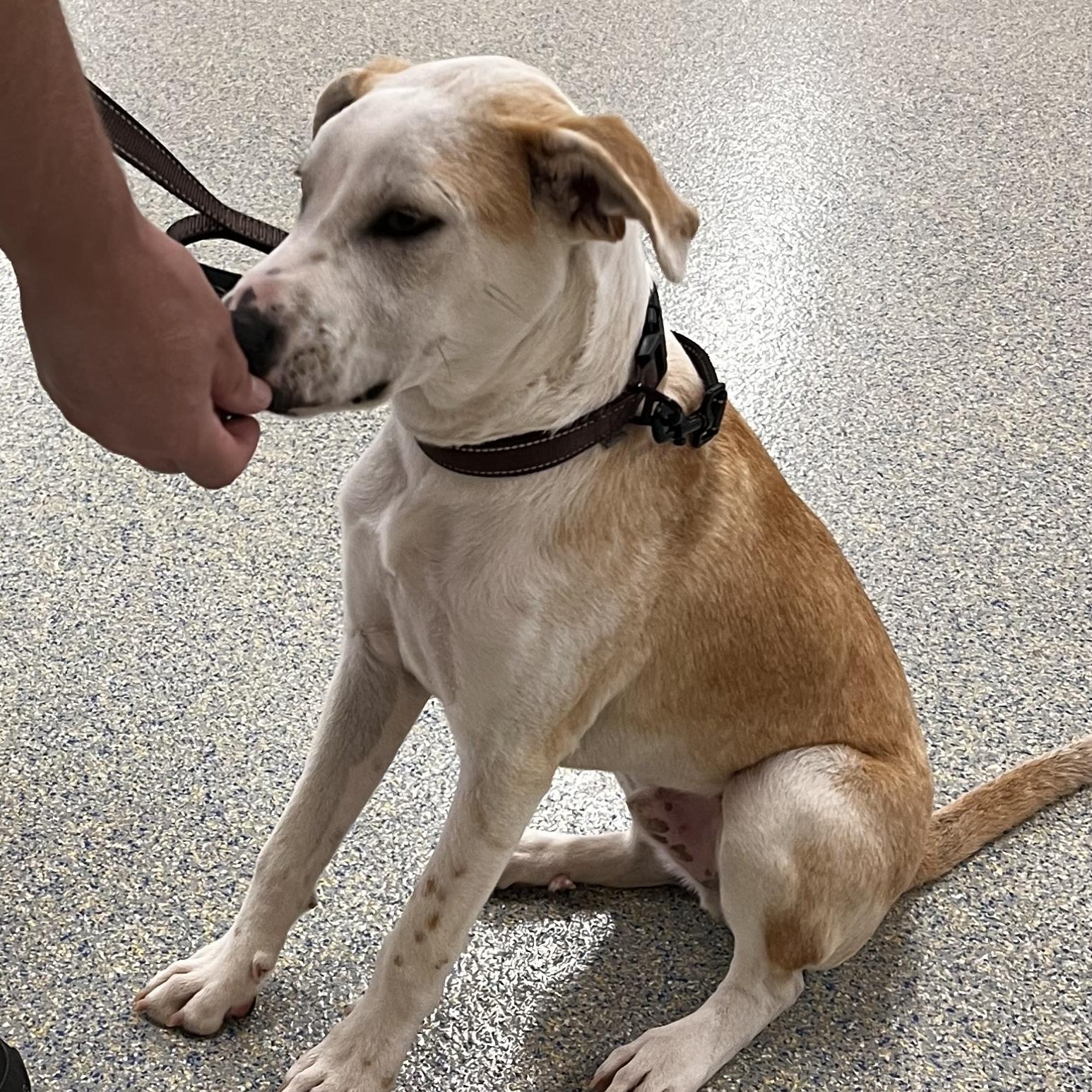 Icarus, a Adoptable mixed breed in Jackson township , NJ image 5/6