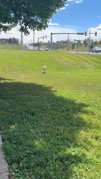 Enlarge Icarus, a Adoptable mixed breed in Jackson township , NJ video 6/6