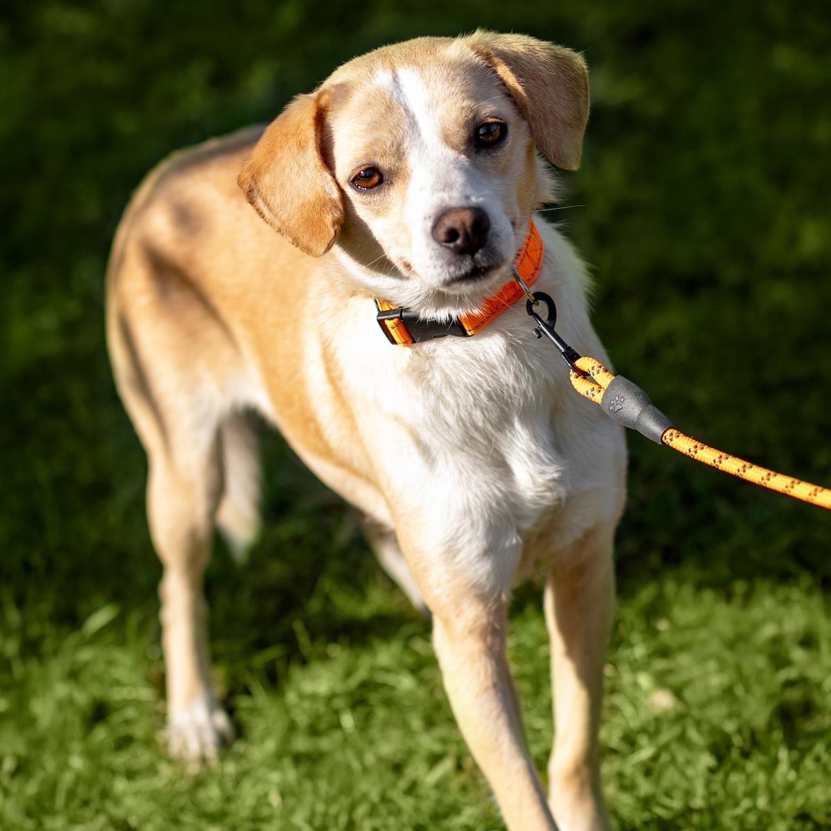 Enlarge Essie, a ADOPTABLE mixed breed in Morristown, NJ image 4/6