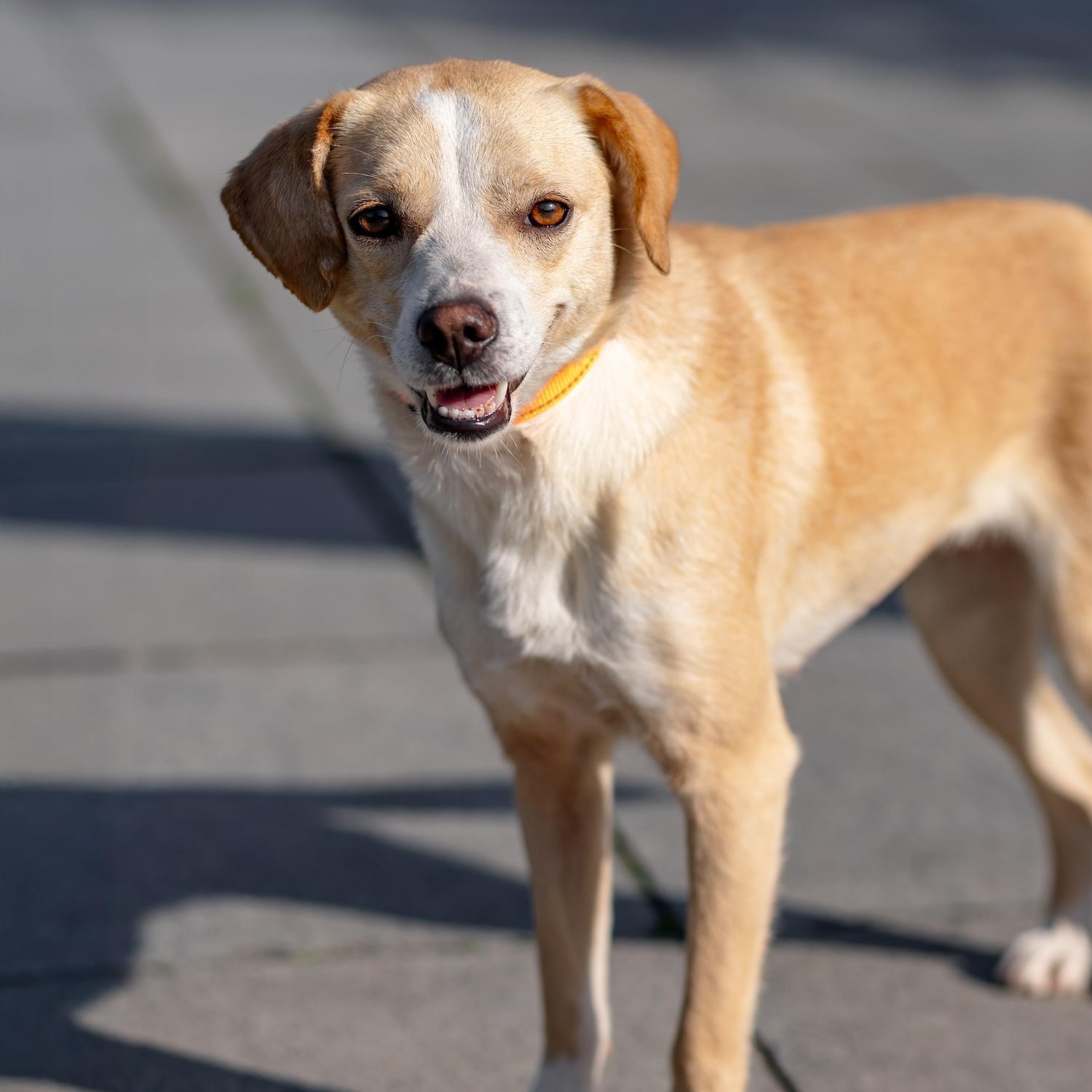 Enlarge Essie, a ADOPTABLE mixed breed in Morristown, NJ image 3/6