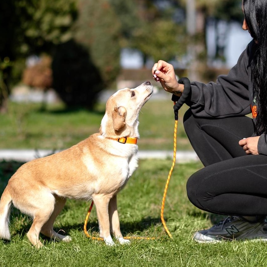 Enlarge Essie, a ADOPTABLE mixed breed in Morristown, NJ image 6/6