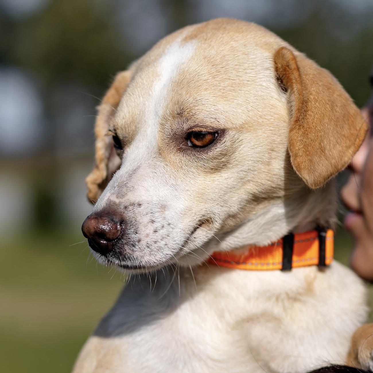 Enlarge Essie, a ADOPTABLE mixed breed in Morristown, NJ image 2/6