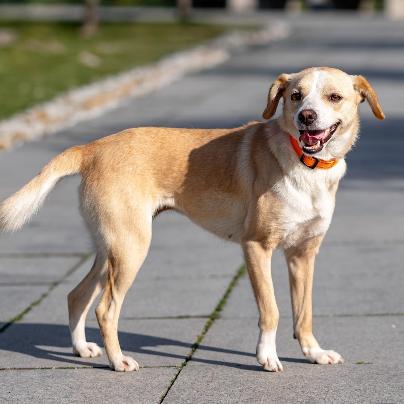 Essie, ADOPTABLE, Young Female Chihuahua & Labrador Retriever.