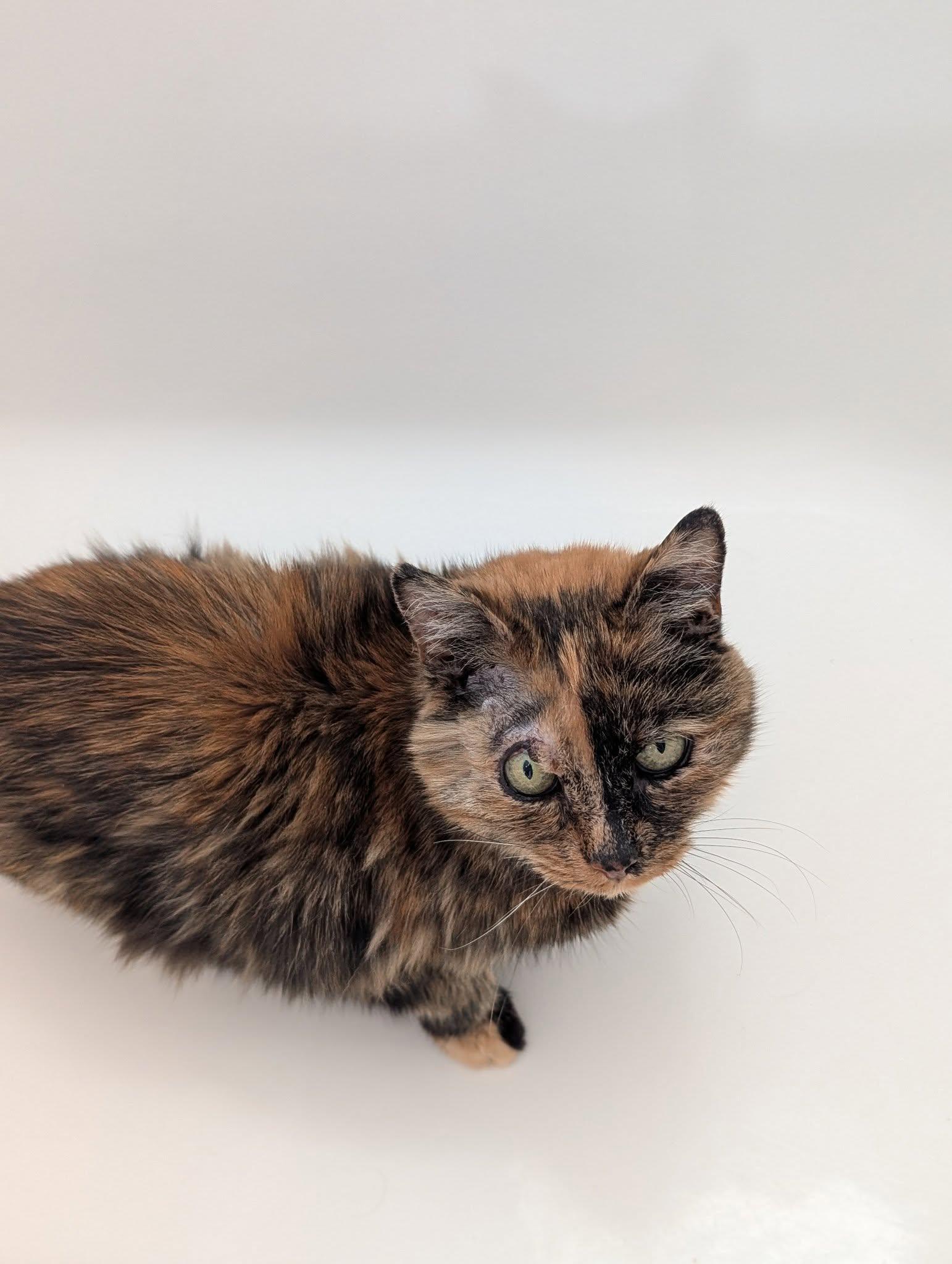 Enlarge Harriet, a Adoptable Domestic Short Hair in Spencerville, ON image 3/4