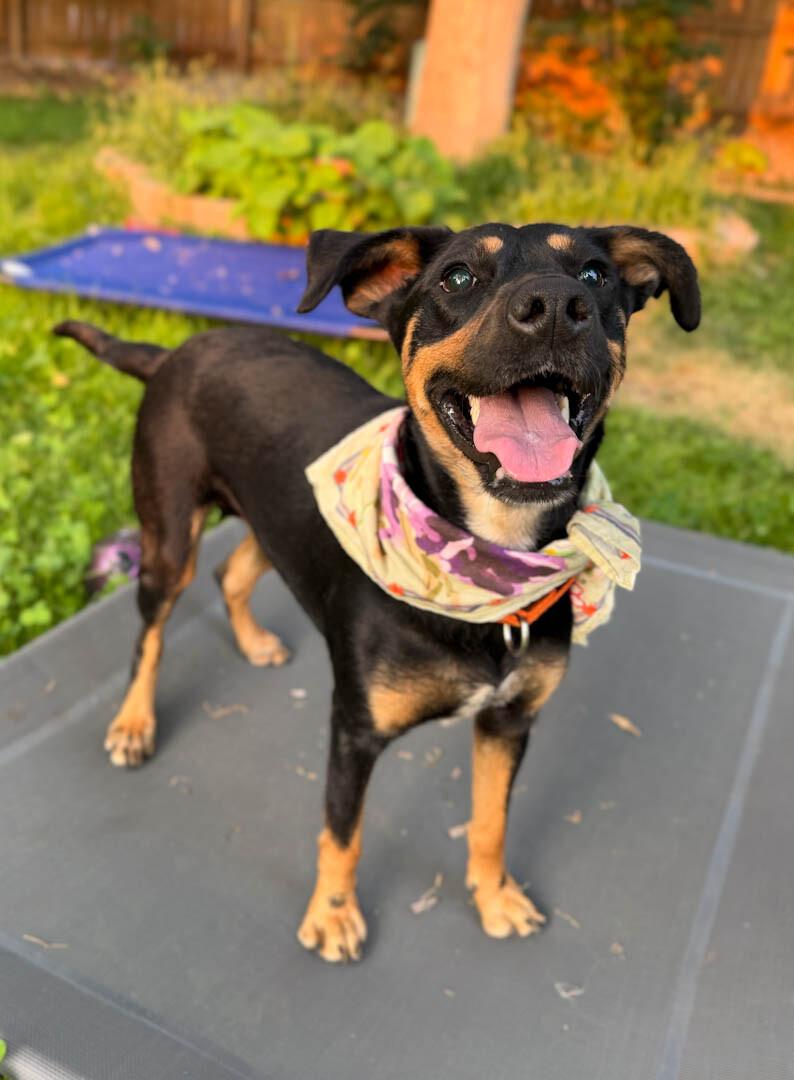 Fida, Adoptable, Young Female Miniature Pinscher & Australian Kelpie.