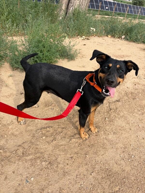 Fida, a Adoptable mixed breed in Windsor, CO image 2/6