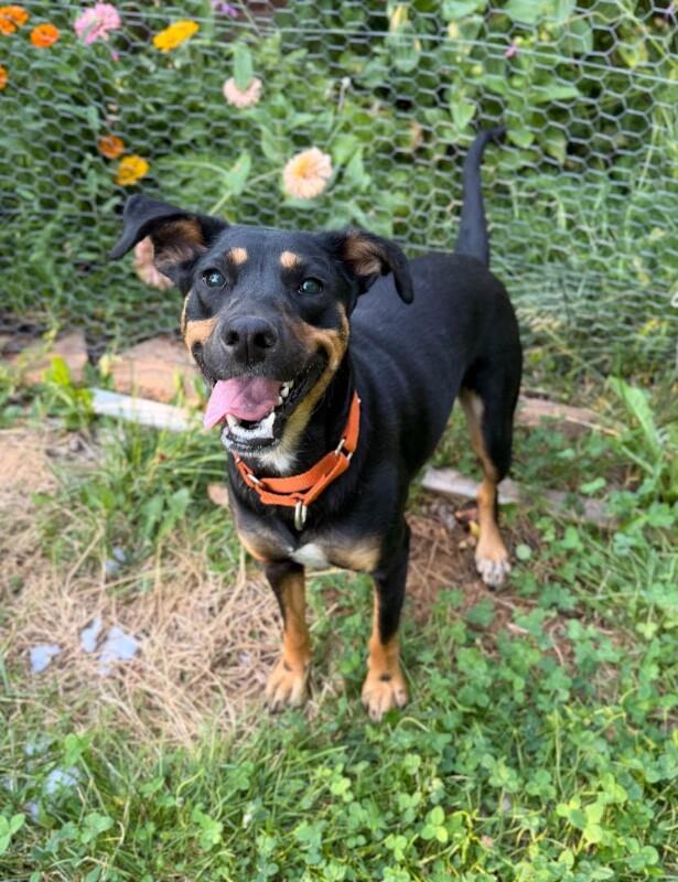 Fida, a Adoptable mixed breed in Windsor, CO image 3/6