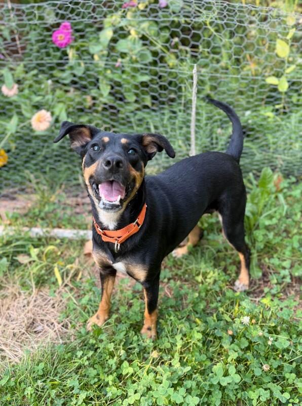 Fida, a Adoptable mixed breed in Windsor, CO image 4/6