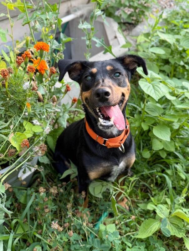 Fida, a Adoptable mixed breed in Windsor, CO image 5/6