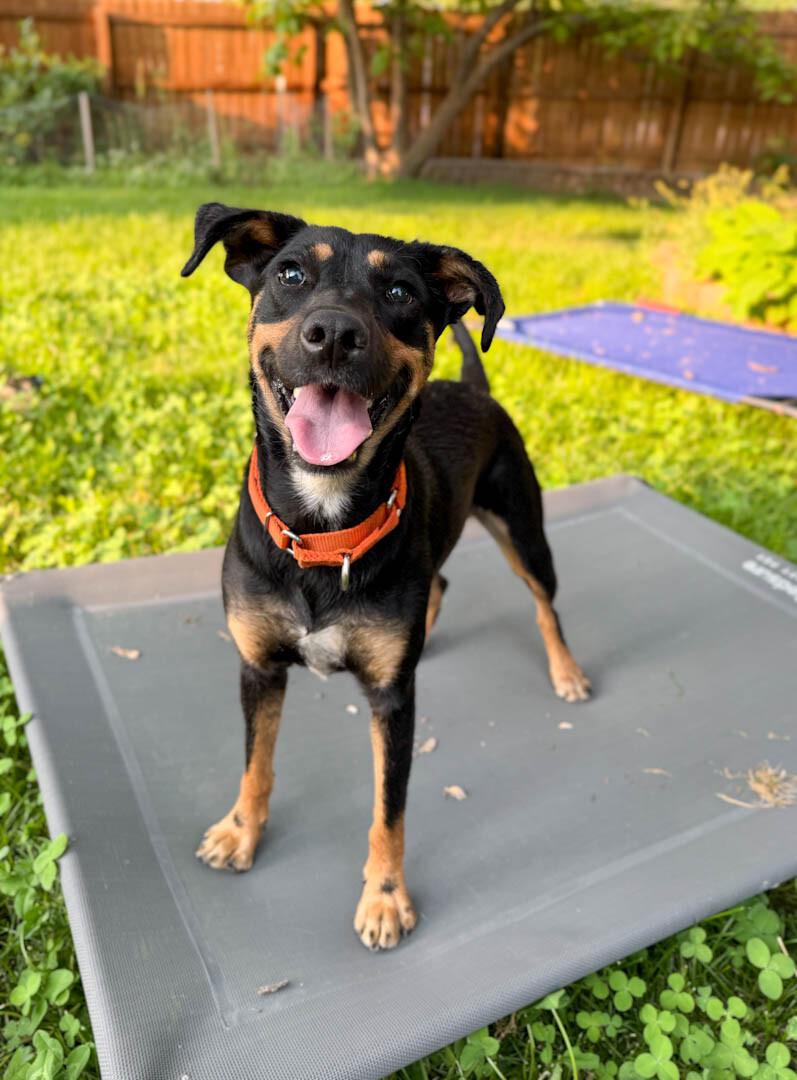 Fida, a Adoptable mixed breed in Windsor, CO image 6/6