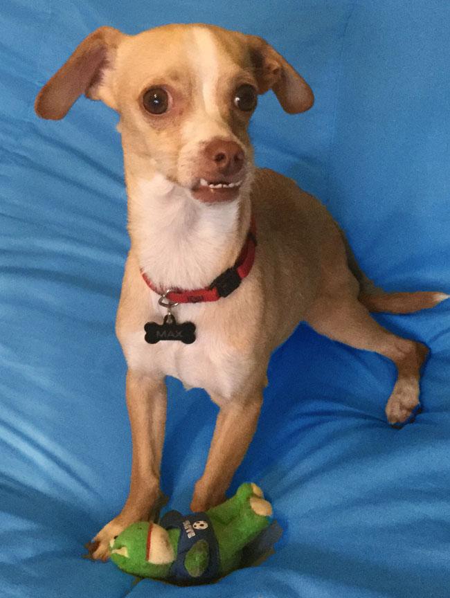 Prince Max, adoptable, Young Male Chihuahua & Greyhound.