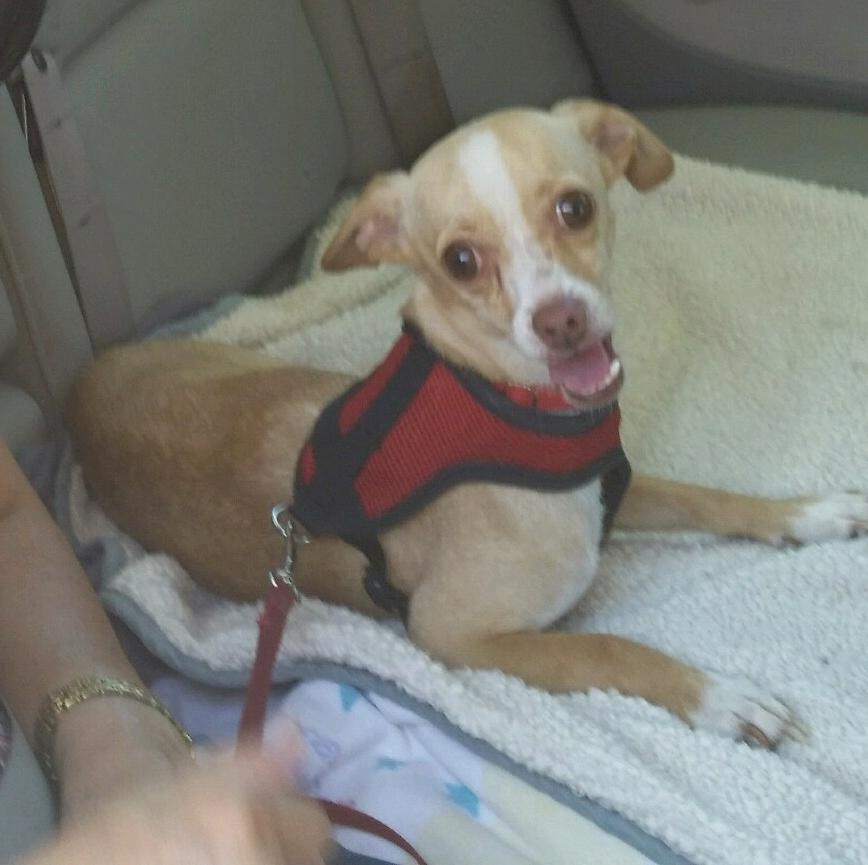 Enlarge Prince Max, an adoptable mixed breed in San Francisco, CA image 2/3