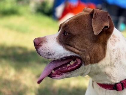 Sweet Baby Angel thumbnail 3