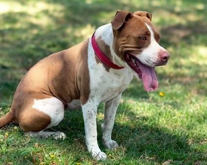 Sweet Baby Angel thumbnail 4