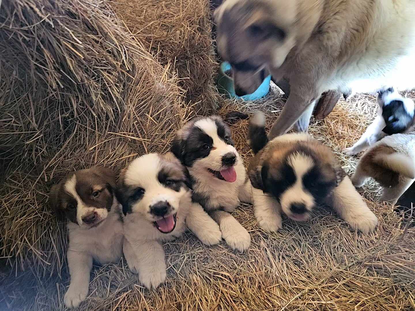 Enlarge Teddy Bear Puppy, a Adopted mixed breed in Rockport, IN image 2/4