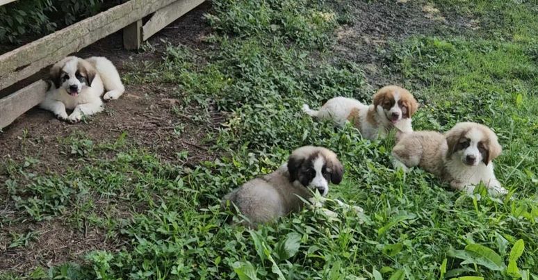 Enlarge Teddy Bear Puppy, a Adopted mixed breed in Rockport, IN image 3/4