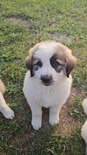 Enlarge Teddy Bear Puppy, a Adopted mixed breed in Rockport, IN image 1/4