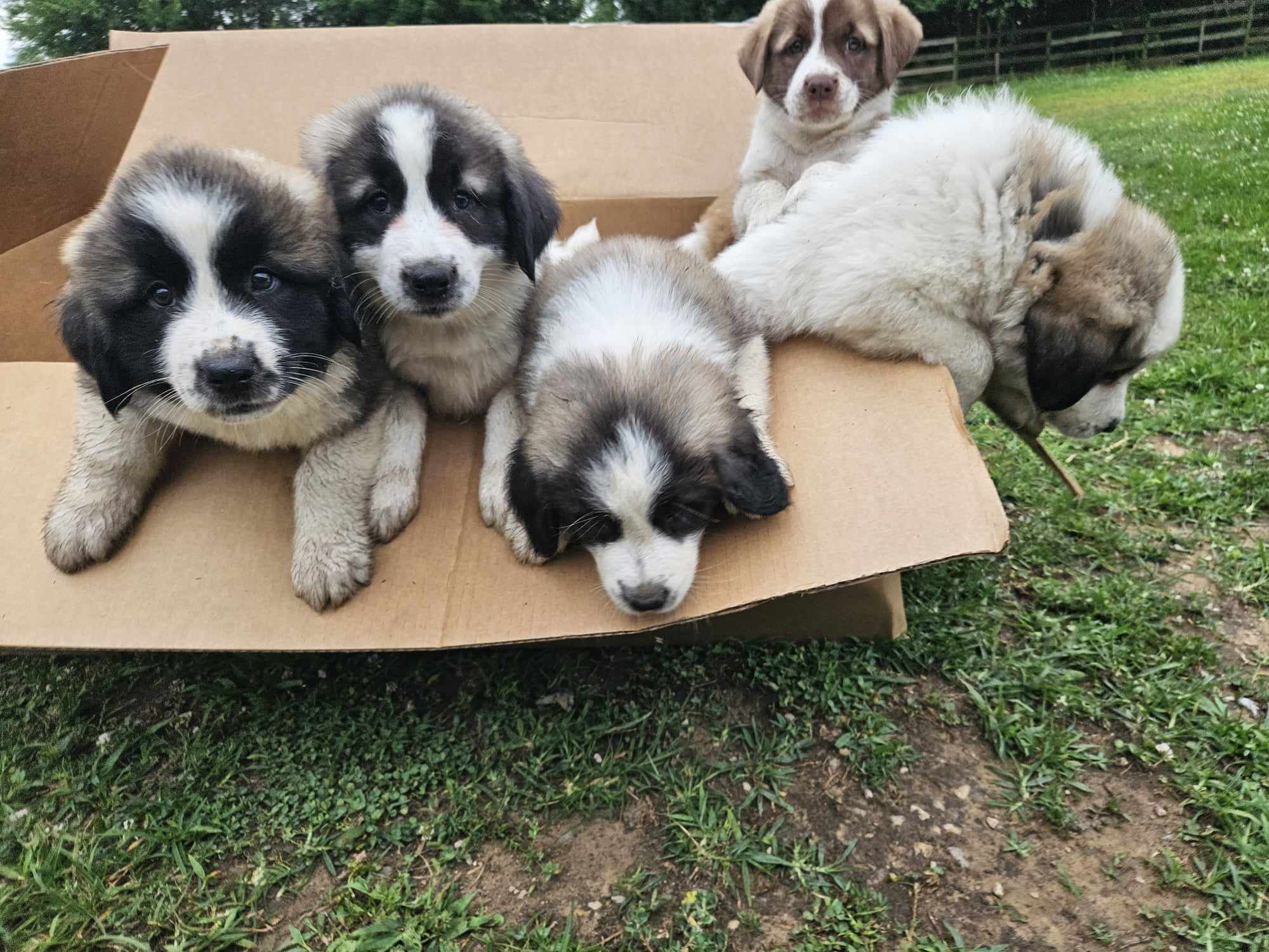 Enlarge Teddy Bear Puppy, a Adopted mixed breed in Rockport, IN image 4/4