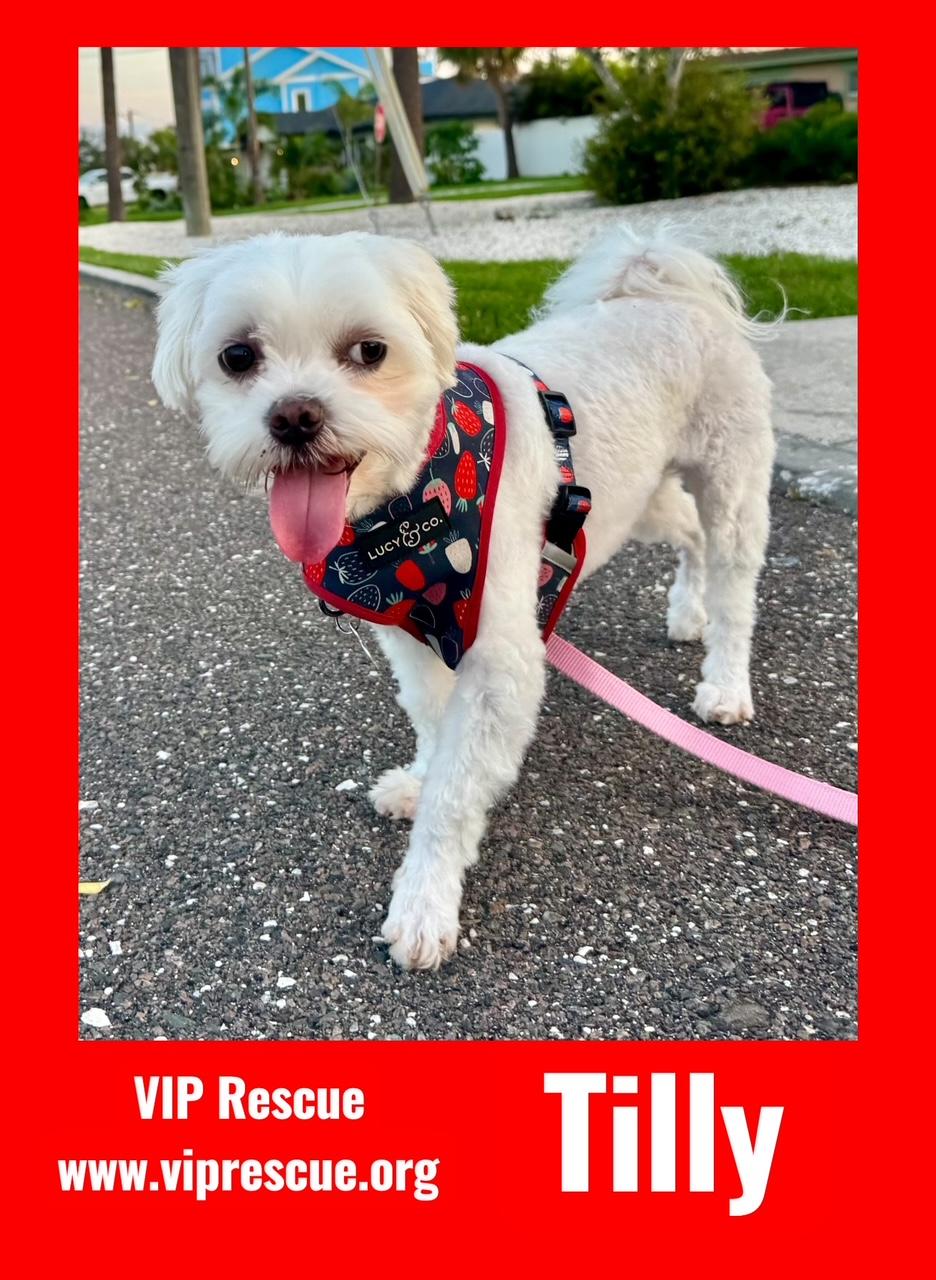 Tilly / St Petersburg, a Adoptable mixed breed in Redington Beach, FL image 2/6