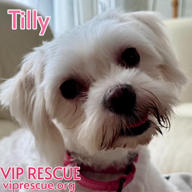 Tilly / St Petersburg, a Adoptable mixed breed in Redington Beach, FL image 6/6