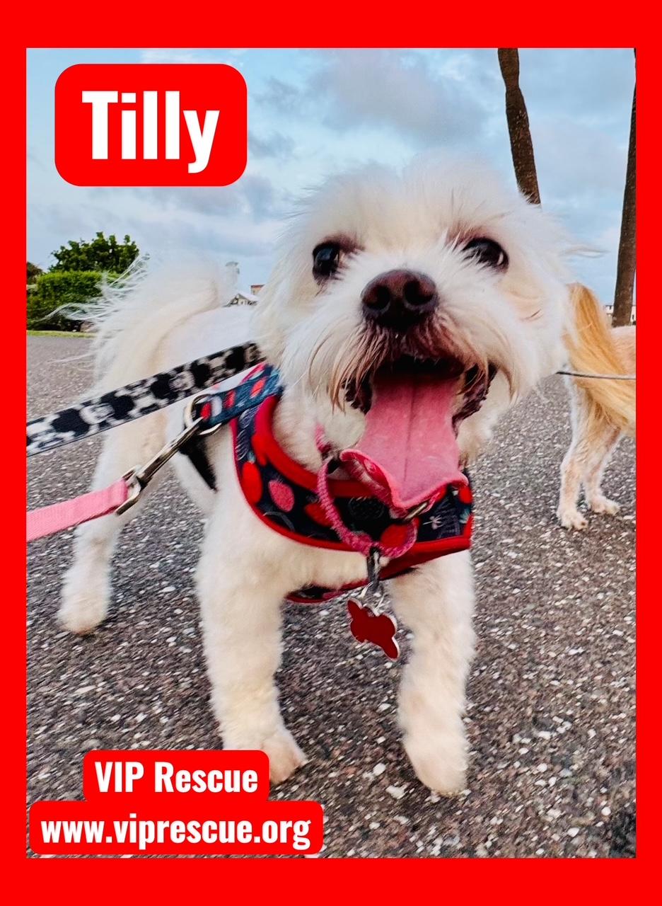 Tilly / St Petersburg, Adoptable, Adult Female Maltese.