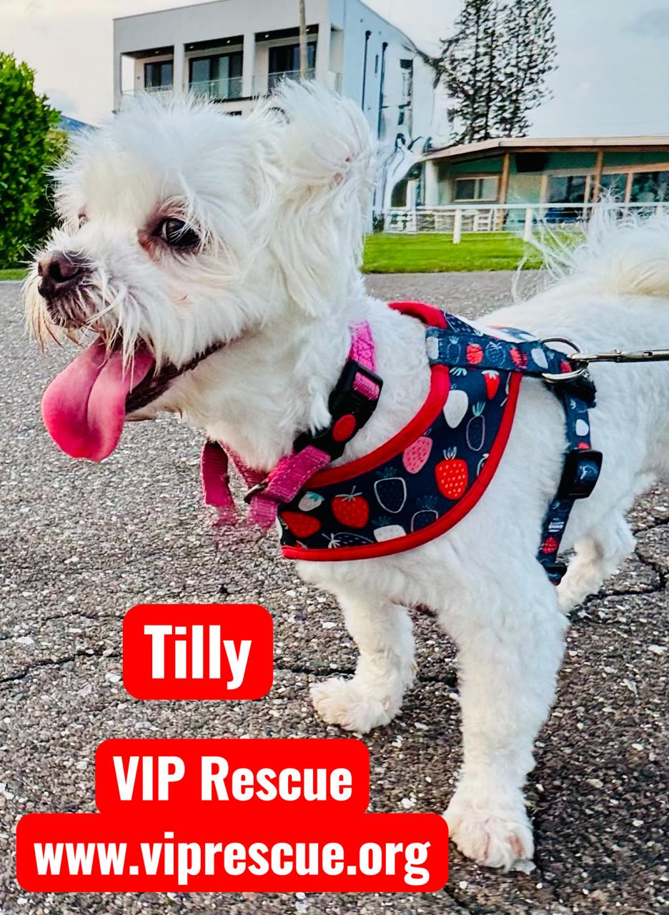 Tilly / St Petersburg, a Adoptable mixed breed in Redington Beach, FL image 3/6