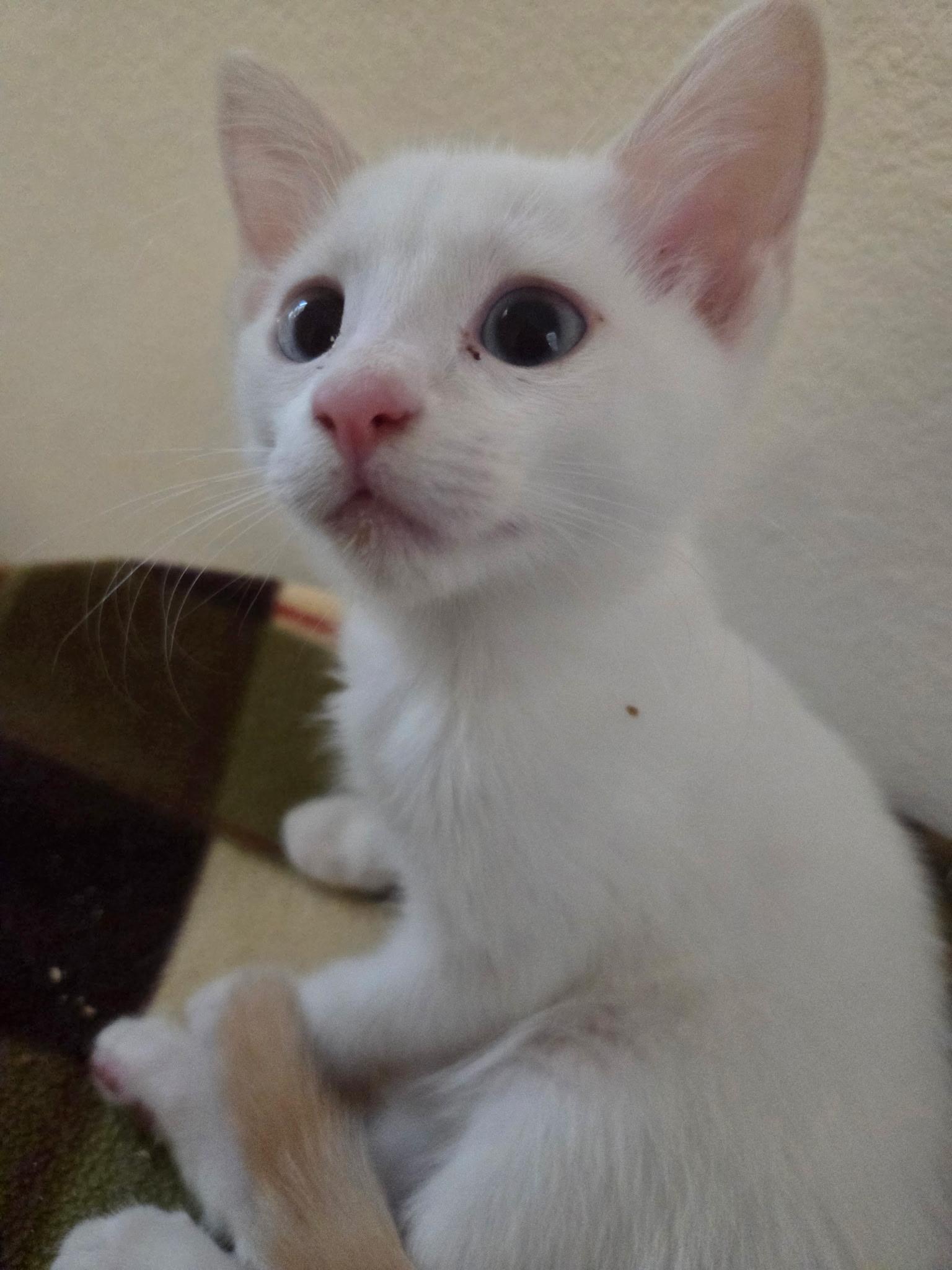 Enlarge Bow, a Adoptable mixed breed in saugus, CA image 1/1