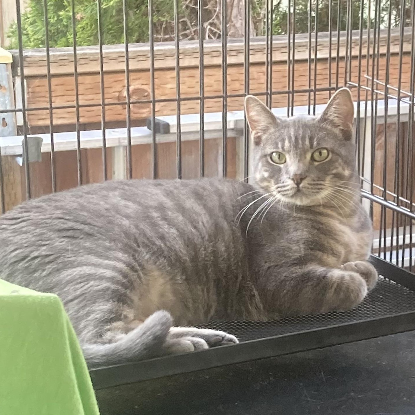 Oliver, a Adoptable Domestic Short Hair in Springfield, OR image 1/6