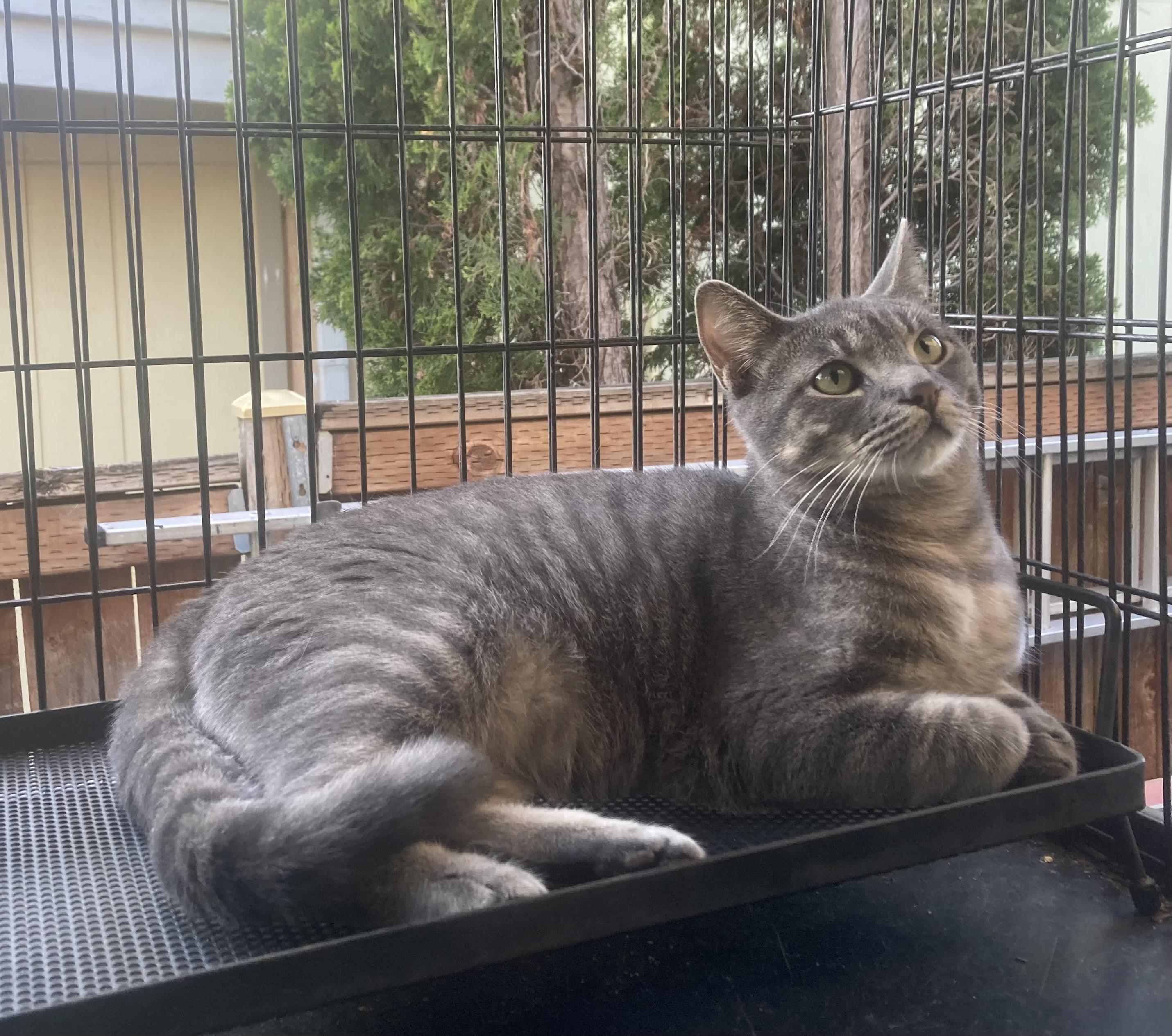 Oliver, a Adoptable Domestic Short Hair in Springfield, OR image 4/6