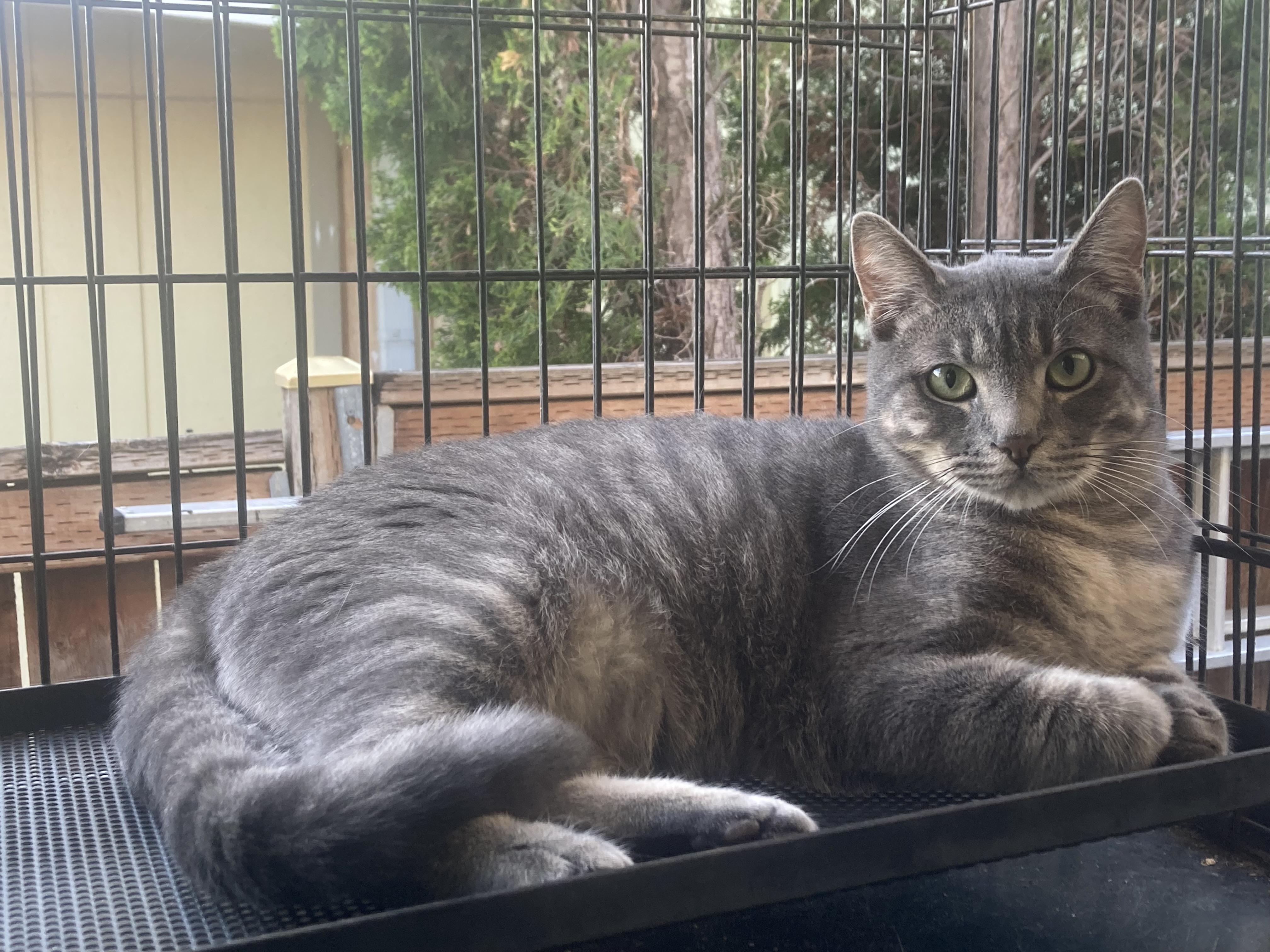 Oliver, a Adoptable Domestic Short Hair in Springfield, OR image 2/6