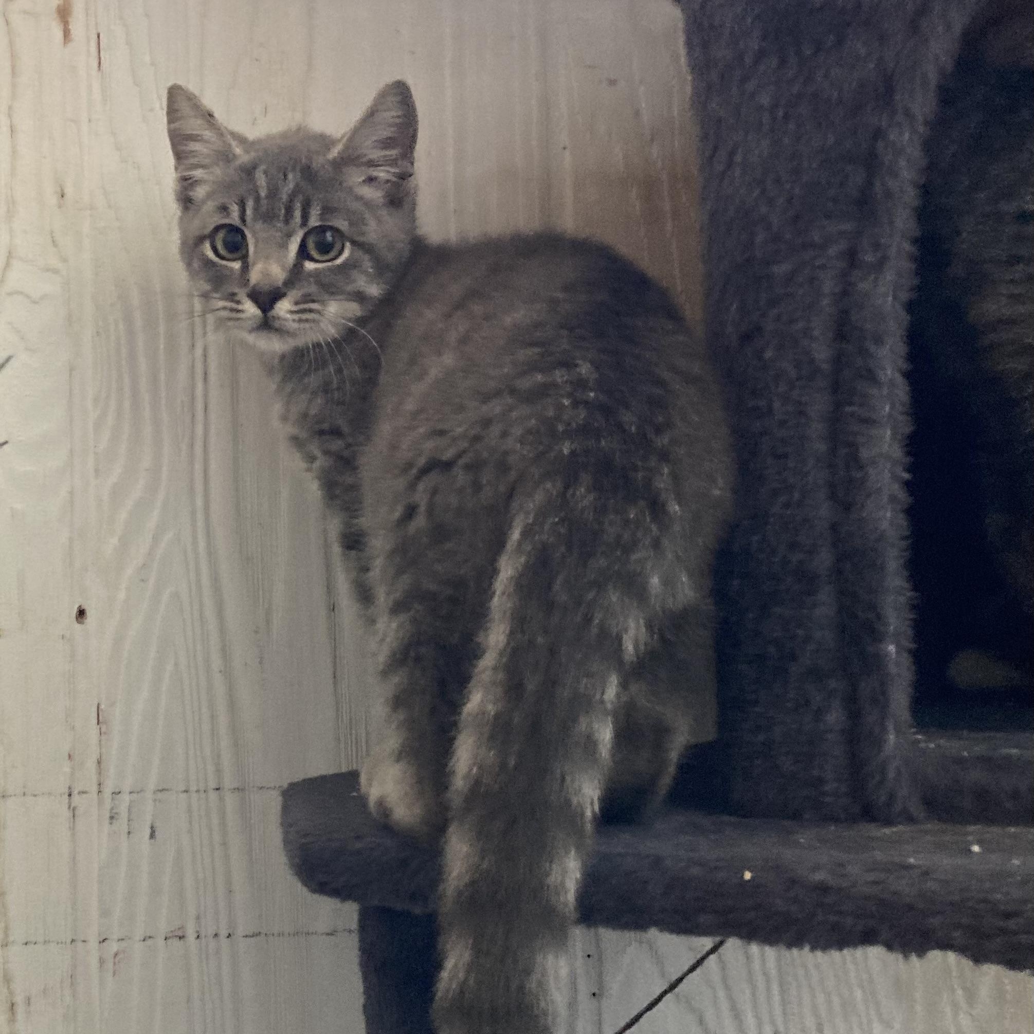 Oliver, a Adoptable Domestic Short Hair in Springfield, OR image 6/6