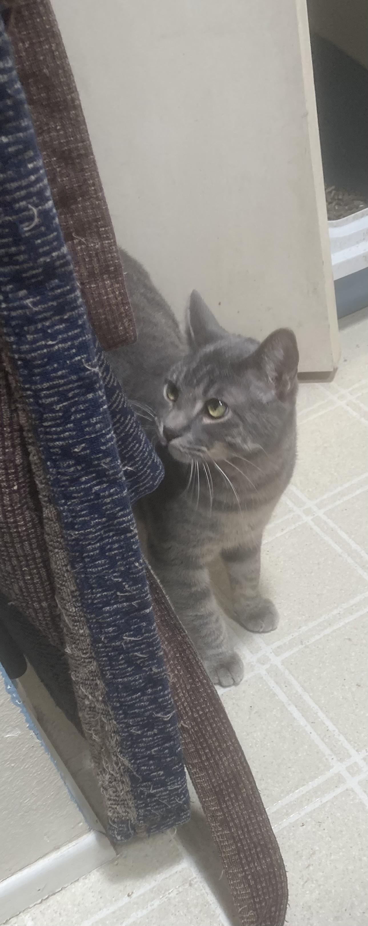 Oliver, a Adoptable Domestic Short Hair in Springfield, OR image 5/6