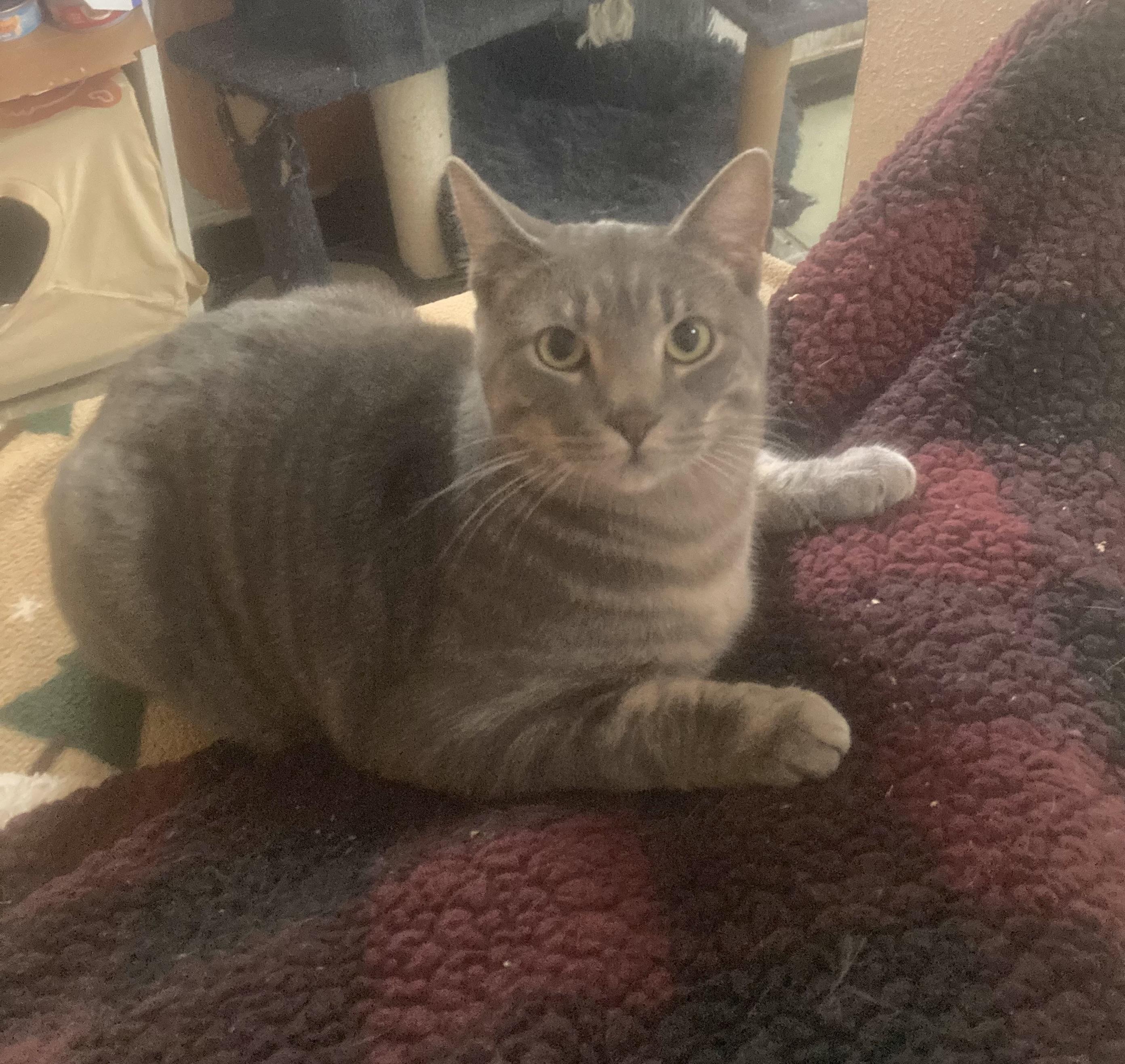 Oliver, a Adoptable Domestic Short Hair in Springfield, OR image 3/6
