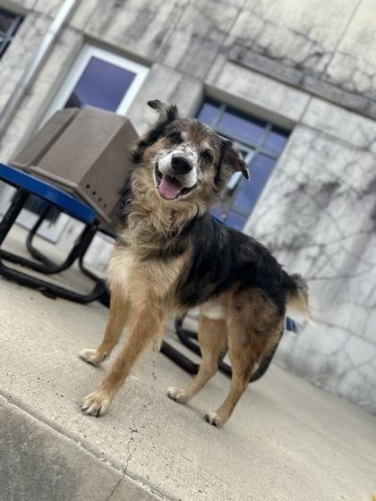 Francis, Adoptable, Adult Male Australian Shepherd & Mixed Breed.