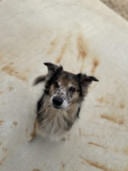 Francis, a Adoptable mixed breed in New Orleans, LA image 2/3