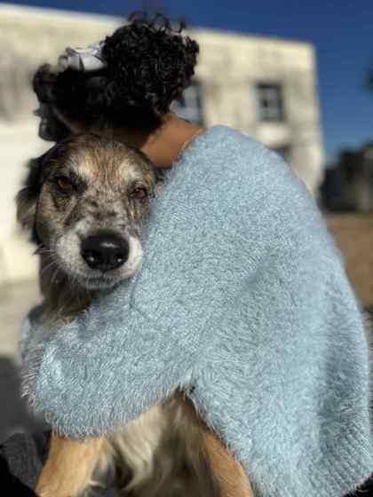 Francis, a Adoptable mixed breed in New Orleans, LA image 3/3