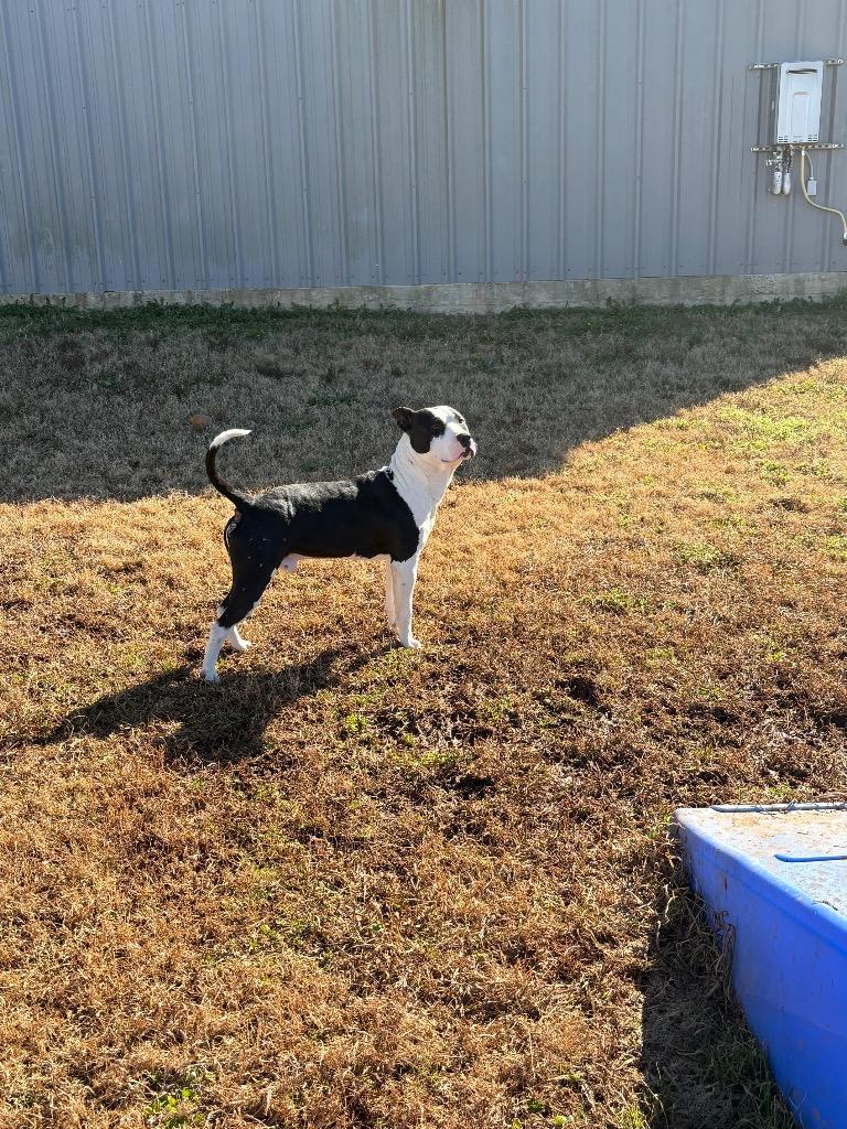Enlarge Merlin, a Adoptable Mixed Breed in Bossier City, LA image 1/6