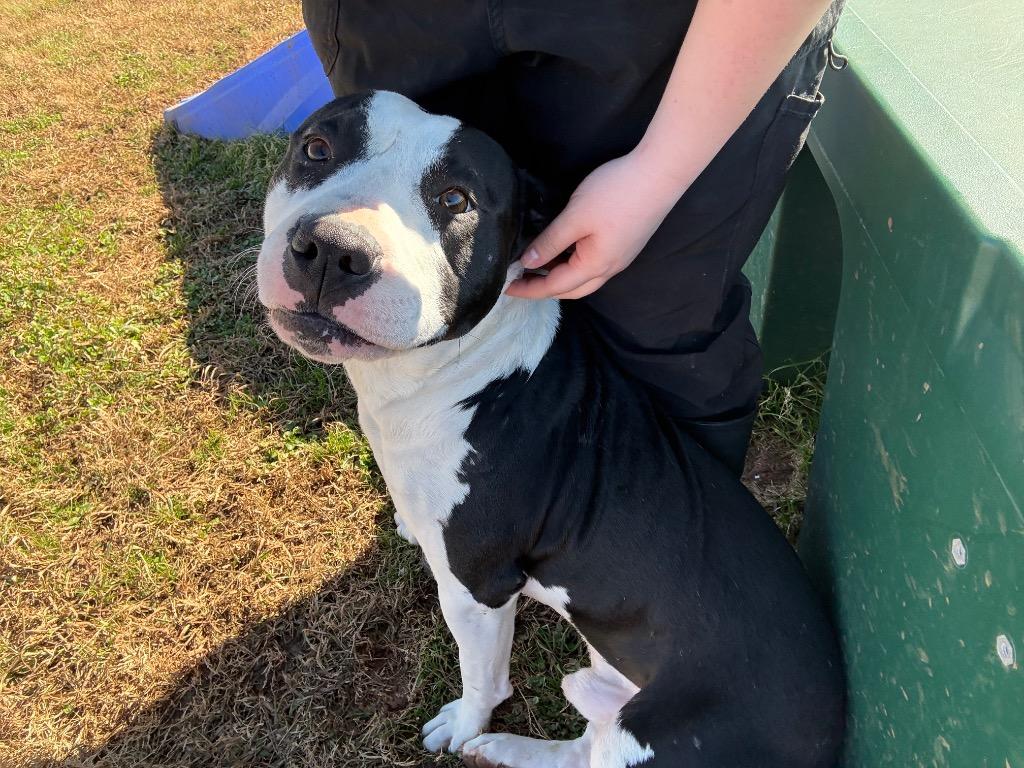 Enlarge Merlin, a Adoptable Mixed Breed in Bossier City, LA image 2/6